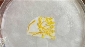 中國興起飼養「黏菌」的風氣。（圖／翻攝自九派新聞）