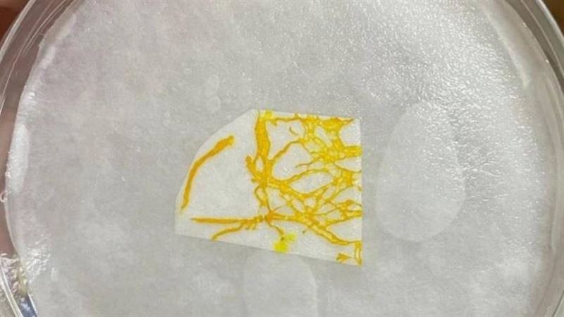 中國盛行養「黏菌」當寵物　博主吐實情