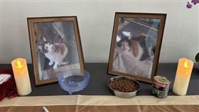 三花貓「樂樂」慘死街頭（圖／翻攝自玄奘大學臉書）