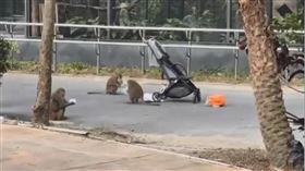 台灣獼猴,結夥搶劫,嬰兒車