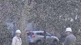 日本北海道去年出現雪蟲。（圖／美聯社／達志）