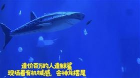 深圳最大水族館的「小梅沙海洋世界」展示的鯨鯊，是人造機械魚。（圖／翻攝自南方都市報）