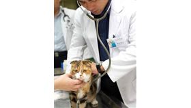 貓寄生蟲感染病徵有哪些？3大預防方式要知道　正確治療沒煩惱！