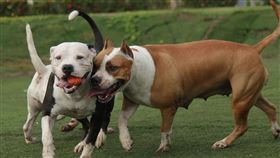 比特犬(圖／PIXABAY)