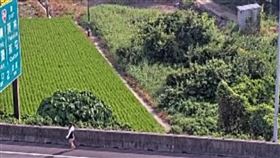 長髮披肩，露腿短褲辣妹，走上國道 警急忙趨離(圖／翻攝畫面)