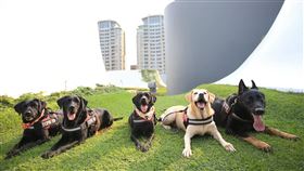 臺中市警局，警犬隊4隻警犬，光榮退役，招募主人(圖／台中市刑大提供)