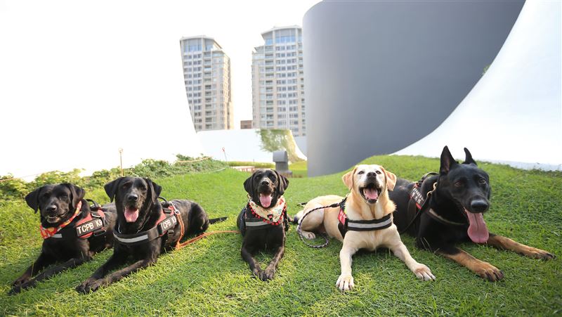 中市警犬隊元老榮退　「毛警官」開放領養