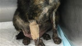 台北市又傳虐貓案  2貓遭潑輕度腐蝕性液體台北市動保處23日表示，9日獲報錦州街175巷附近內有一隻小黑貓全身嚴重燒燙傷，經治療後仍不幸死亡；事後又接獲飼主通報，9日上午發現家中飼養的貓，身上也有不明傷口，送往動物醫院，幾天後傷重不治。初步研判，疑似有人刻意對貓潑灑輕度腐蝕性液體。（動保處提供）中央社記者劉建邦傳真  108年2月23日