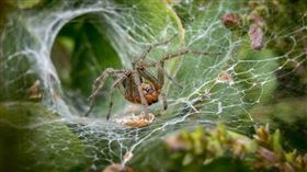 蜘蛛。（示意圖／Pixabay）