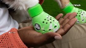 狗也布希.鞋1800