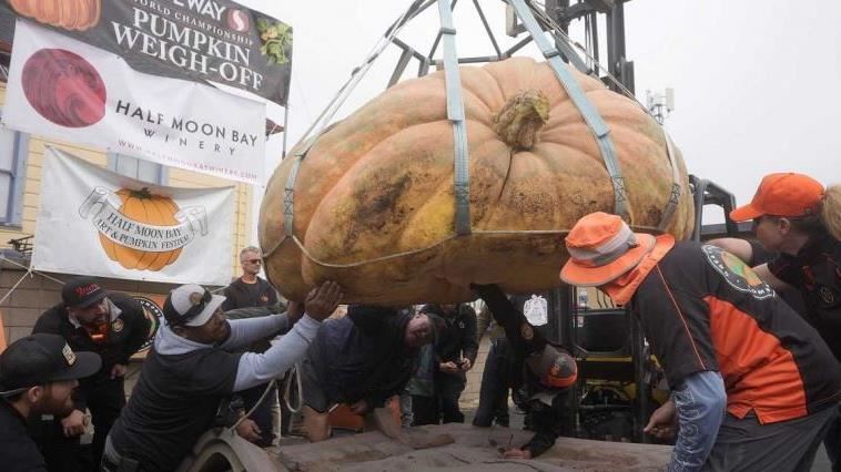 美狂人4連霸　超巨南瓜1120kg種植訣竅曝