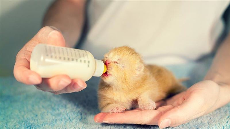 幼貓多大可以吃飼料？幼貓餵食指南攻略