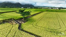 有機米／康明義自然有蟲米授權提供