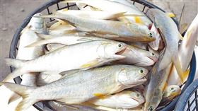 水產驗出殺菌劑！中毒恐痙攣　大賣場中獎