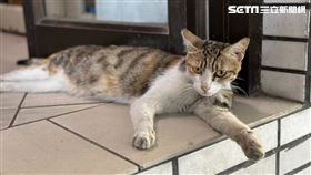 房東,惡臭,動物,罰金,環境,高雄,高雄市政府動物保護處,愛爸