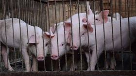 豬　（示意圖／pixabay）