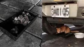 鄰居「撿魚鰓」餵流浪貓，辯「乾淨餵食」。（圖／翻攝自臉書社團「●【爆料公社】●」）