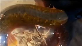 （圖／翻攝自搜狐網）