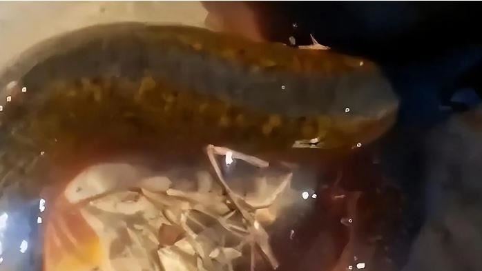 釣魚竟是「泥鰍王」上鉤內行急勸：快放生