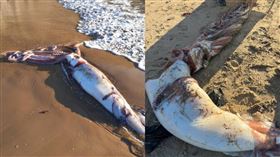 西班牙北部海灘上發現一隻巨型烏賊被沖上海灘。（圖／翻攝自臉書／Luis Laria）