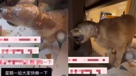 幼犬頭遭保鮮膜捆綁！痛苦掙扎畫面曝光　狠心女飼主爽喊：給大家快樂。（圖／翻攝自Threads）