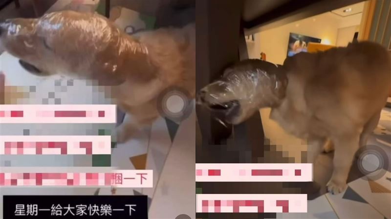 幼犬頭遭保鮮膜捆綁　女飼主：給大家快樂