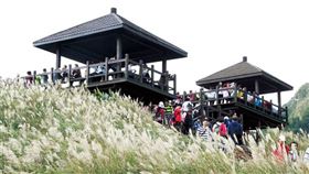 秋冬限定「2024草嶺古道芒花季」！季節美景11月賞花浪如詩！(圖/台灣旅行趣)