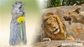 ★★★照片儘授權一次性使用，所以其它稿件請勿使用，謝謝～★★2024「搞笑野生動物攝影獎（Comedy Wildlife Photography Awards）」