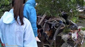 繁殖,新竹,新埔,動保處,狗（圖／翻攝畫面）