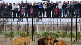 動物園資深員工忘關門　下秒被3獅子襲擊成碎片