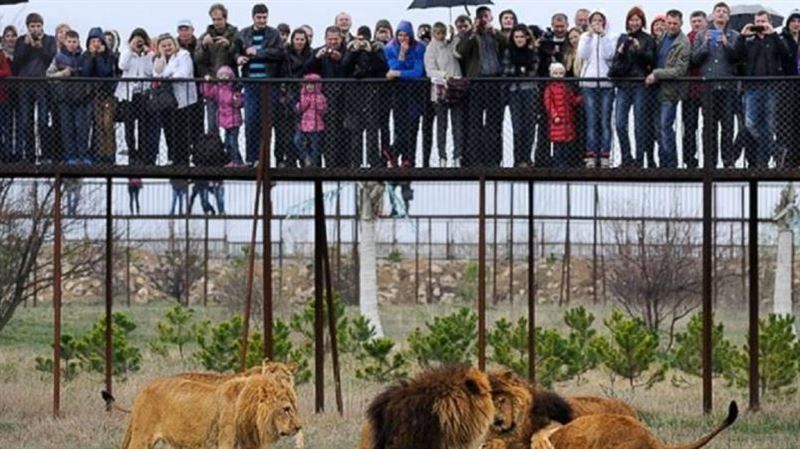 動物園員工忘關門　遭3獅子襲擊成碎片