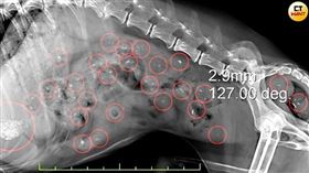 餐餐西莎害慘！老病犬胃藏63顆塑膠和石頭