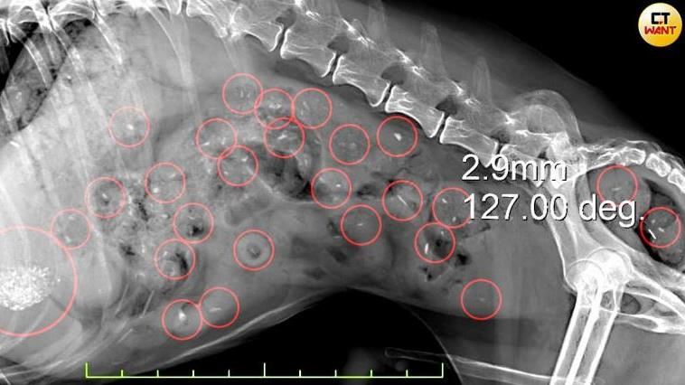老病犬胃滿滿異物　西莎藏63顆塑膠和石頭