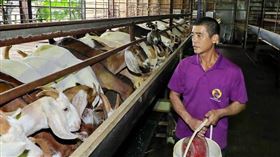 班班喝鮮乳！恐釀羊乳退訂潮　農業部挨批