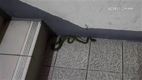 男童遭青竹絲咬傷　鄰近大樓也爆「蛇跡」再現