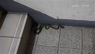 高雄市區頻現毒蛇！　男童遭青竹絲咬傷