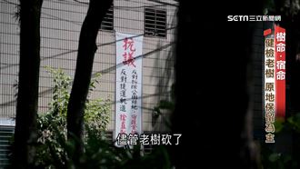 影／傷受保樹僅罰10萬　建商違規照開挖