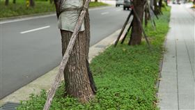 北市行道樹（記者陳弋攝影）