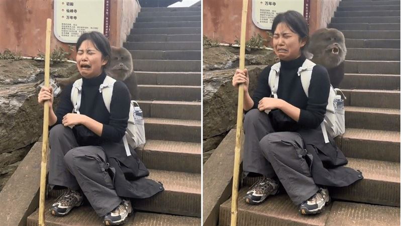 遊峨眉山遭山道猴子硬上　她大罵：你好醜