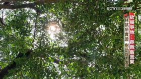 M(深一度)沒樹難怪熱1900