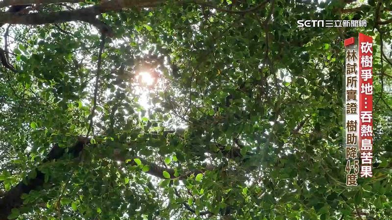 砍樹吞苦果　六都僅桃南「綠覆率」達標