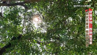 砍樹吞苦果　六都僅桃南「綠覆率」達標