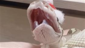 蛇系主播羽毛教主哄蛇睡覺，蛇寶貝打哈欠。（圖／17LIVE提供）