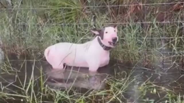 颶風來襲狗栓路邊慘泡水　飼主最慘關5年