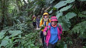 虎頭蜂,登山,桃園,仙島（圖／翻攝畫面）