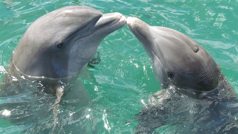 海豚「性挫折」抓狂？他慘被咬 專家揭密