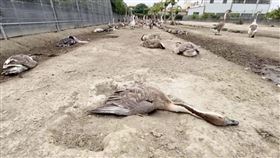 農民237隻鵝鴨猝死，求媽祖，緝凶，捐20萬還願，空拍機，灑農藥(圖／翻攝畫面)