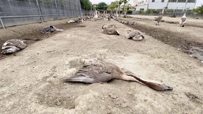 237隻鴨鵝猝死！他求媽祖「緝凶」抓到了