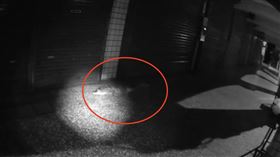 鱷魚,騎樓,網紅,門鎖,竹北（圖／翻攝畫面）