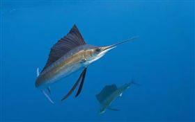 離奇！女衝浪遭刺胸亡　兇手竟是「劍魚」（圖／維基百科)